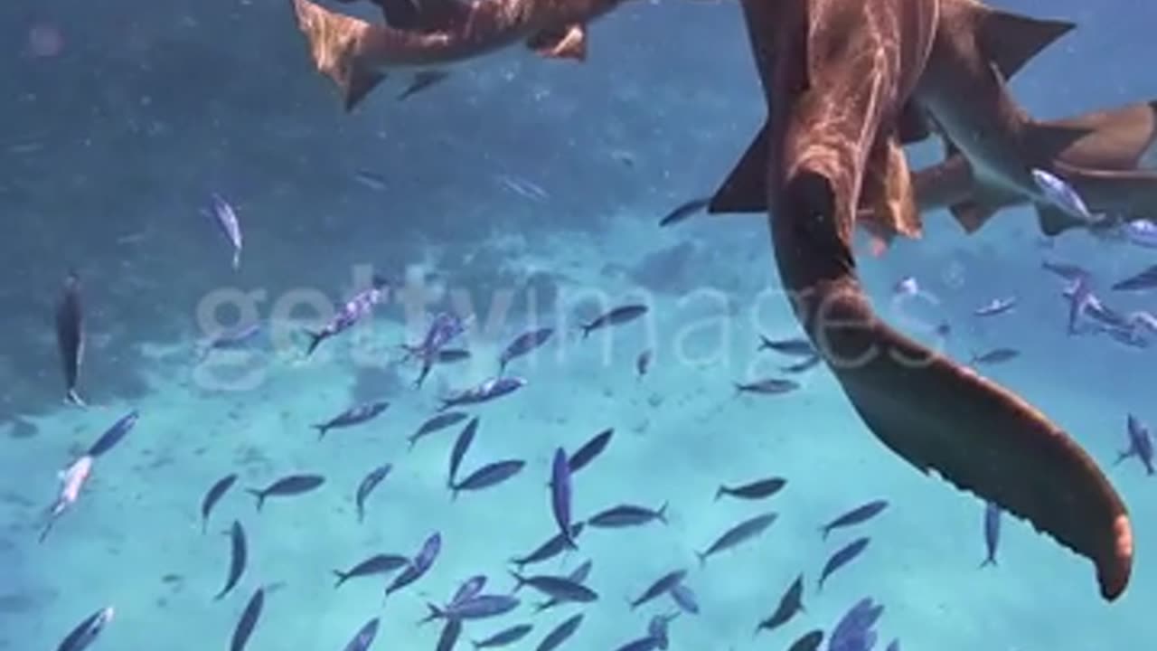 Close up of nurse shark swimming in ocean past in Maldives