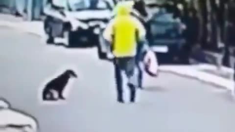 Dog Saves The Day