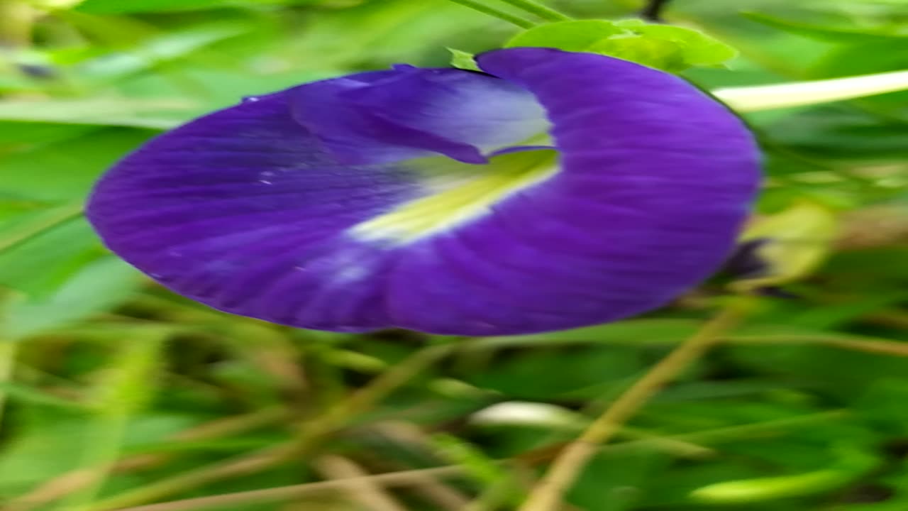 Blue flower , kajol ful, Aparajita flower