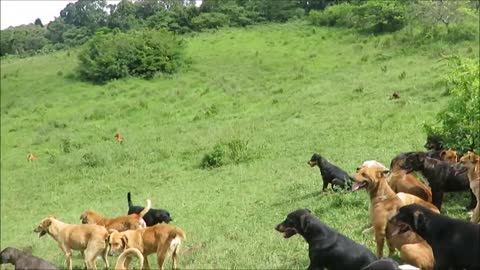 Territorio de Zaguates "Land of The Strays" Dog Rescue Ranch Sanctuary in Costa Rica