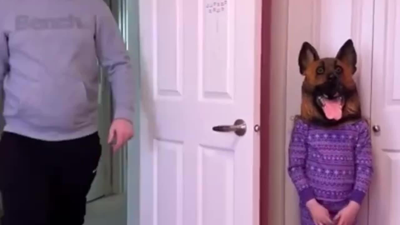 Funny dog prank