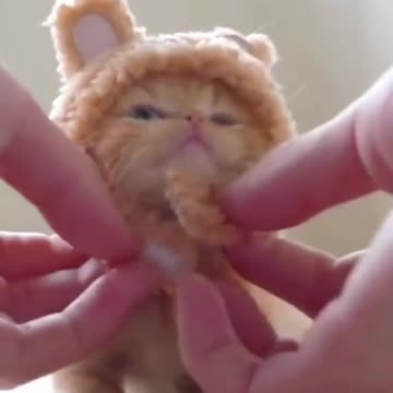 Sad cat videos #short #viral