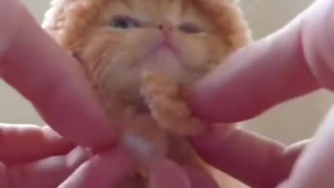 Sad cat videos #short #viral