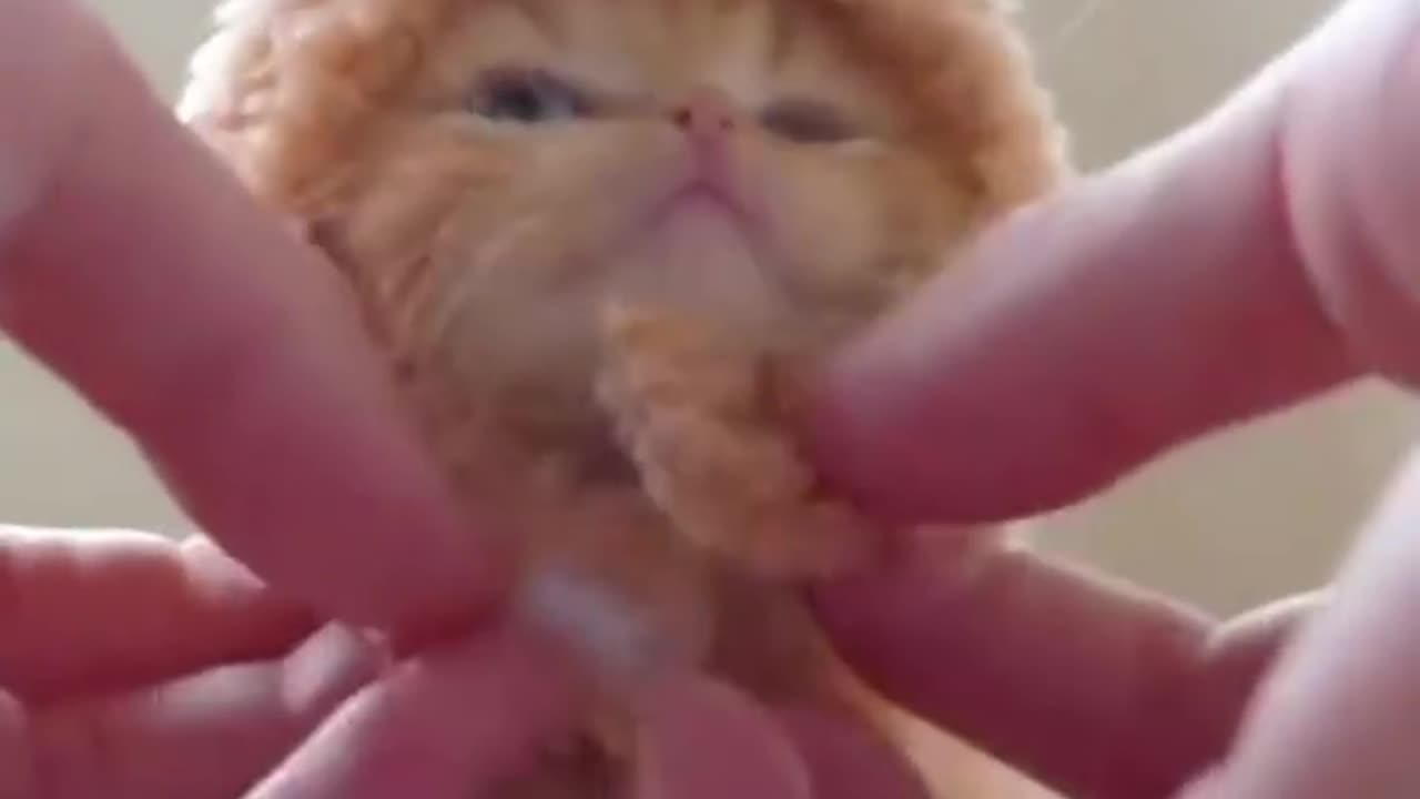 Sad cat videos #short #viral