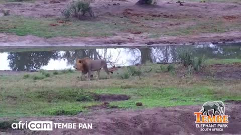 M179, Male Lion, Checking Out Tembe Waterhole_Cut