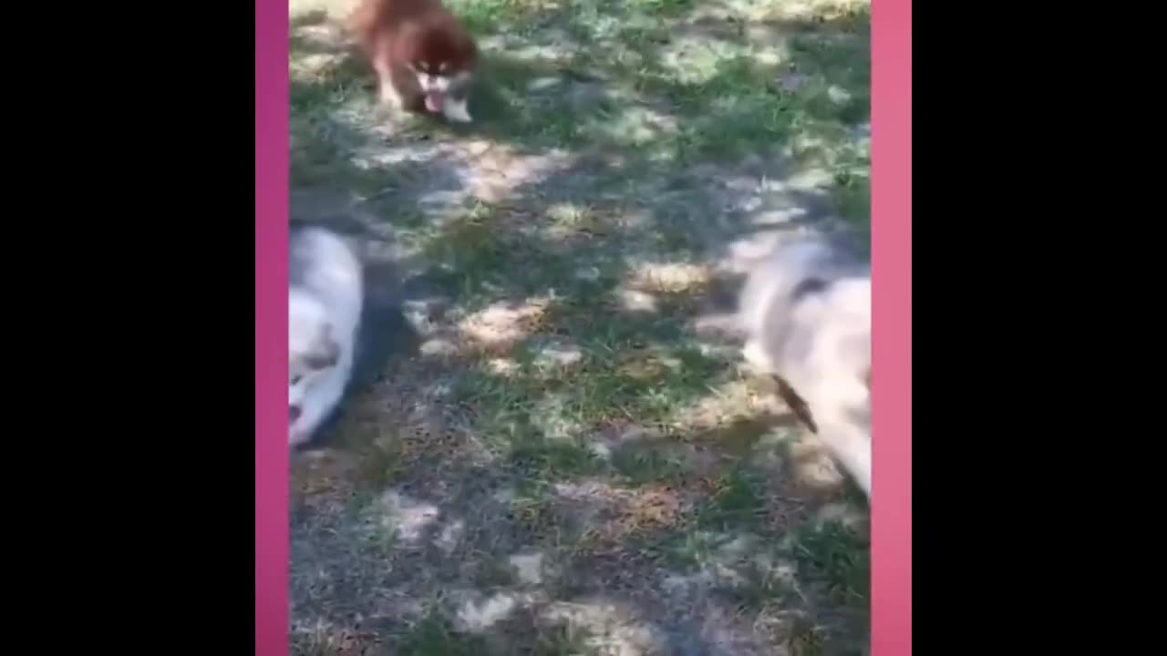 funniest cats