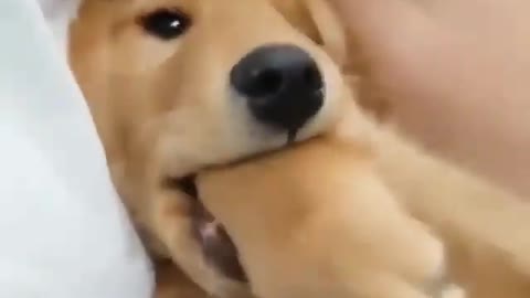 dog try to eat it self