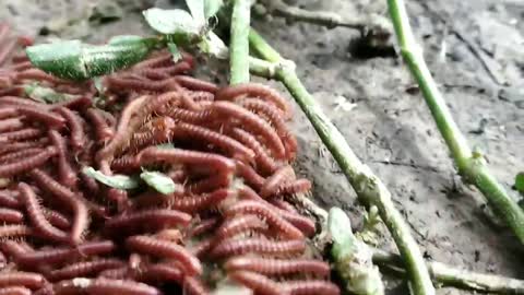 Why Centipede Like Eating Caterpillars _