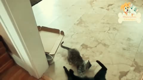 The Best fight: Cat vs dog