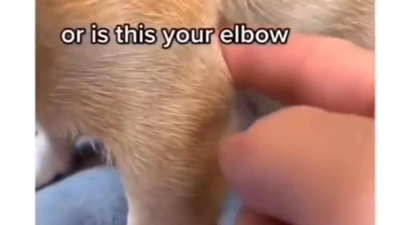 funny_animals