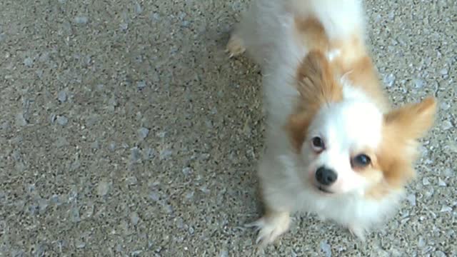 Dog adorably begs for bone