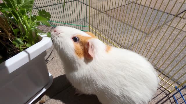 Guinea pig field trip!