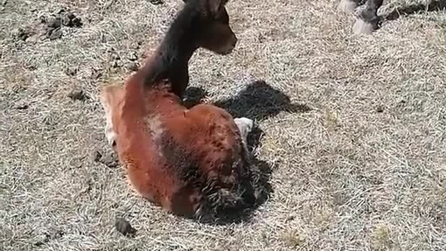 Foal Rescued From Hole