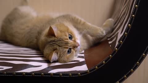 Hosico is sweetest friend