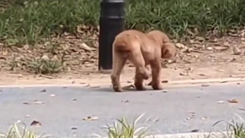 Cute Puppy Walk