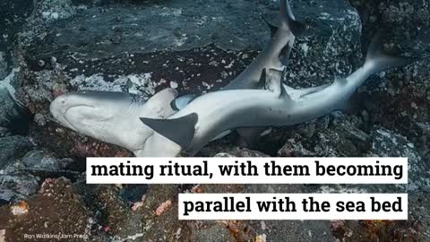 Sharks mating beside a coral reef