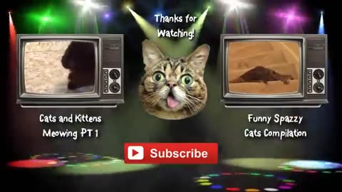 Funny Cats and Kittens Meowing Compilation