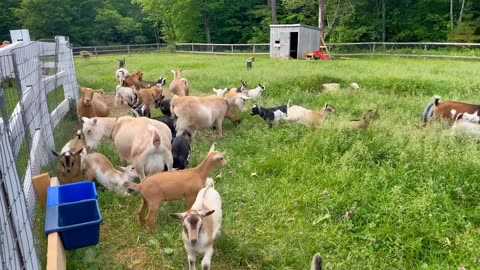 Little Lambs Looking for Mother