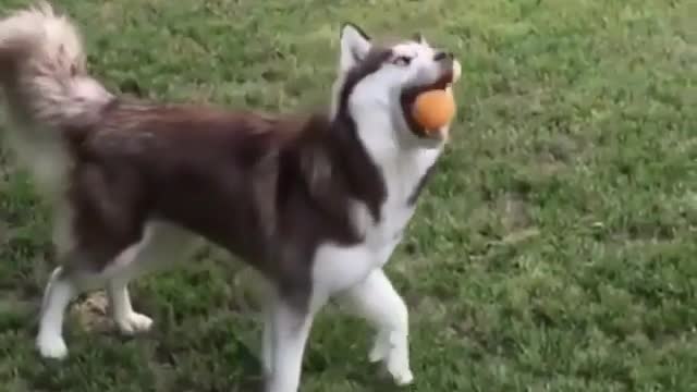 funny & cute animals