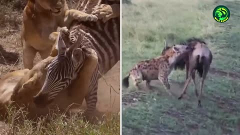 17 Most Merciless Battles Between Wild Animals-5