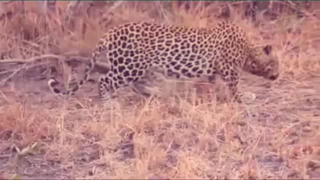 Dog vs leopard