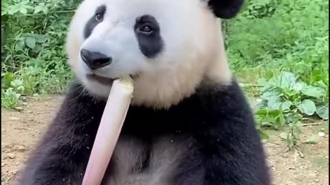 Amazing : Panda Eats Bamboo Snack