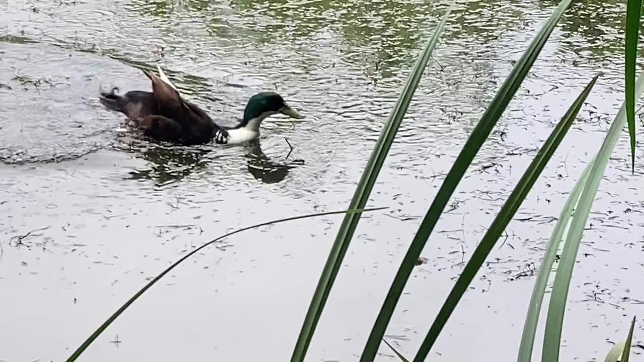 🦆