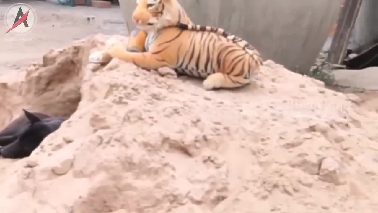 Look at this dog's reaction when surprised by a tiger and lion doll