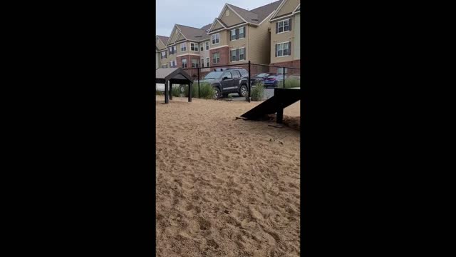 Cats and Dogs Play