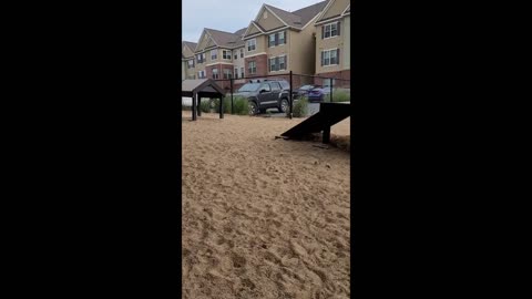 Cats and Dogs Play