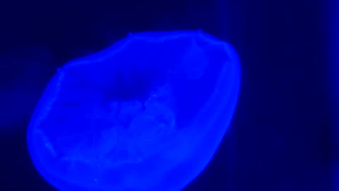 Jellyfish