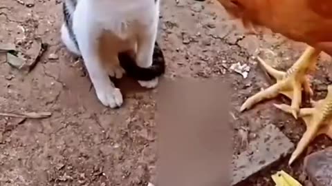 Cat🐈 VS Chicken🐔