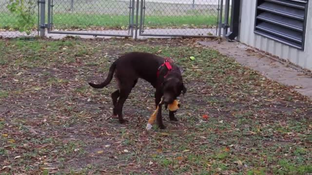 Perfect Pet Roxy the chocolate lab is looking for a forever home