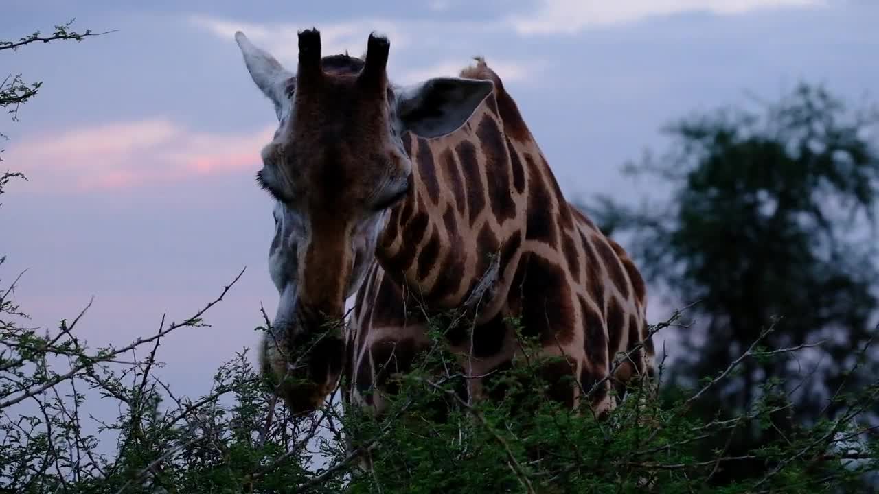 giraffe eats from the tree