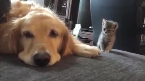 The big dog love very very kitty