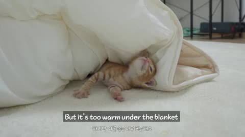 a Cute Way for a Kitten to Maintain its Temperature