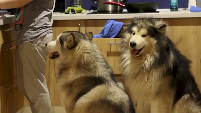 Dogs wait for food with politeness and commitment