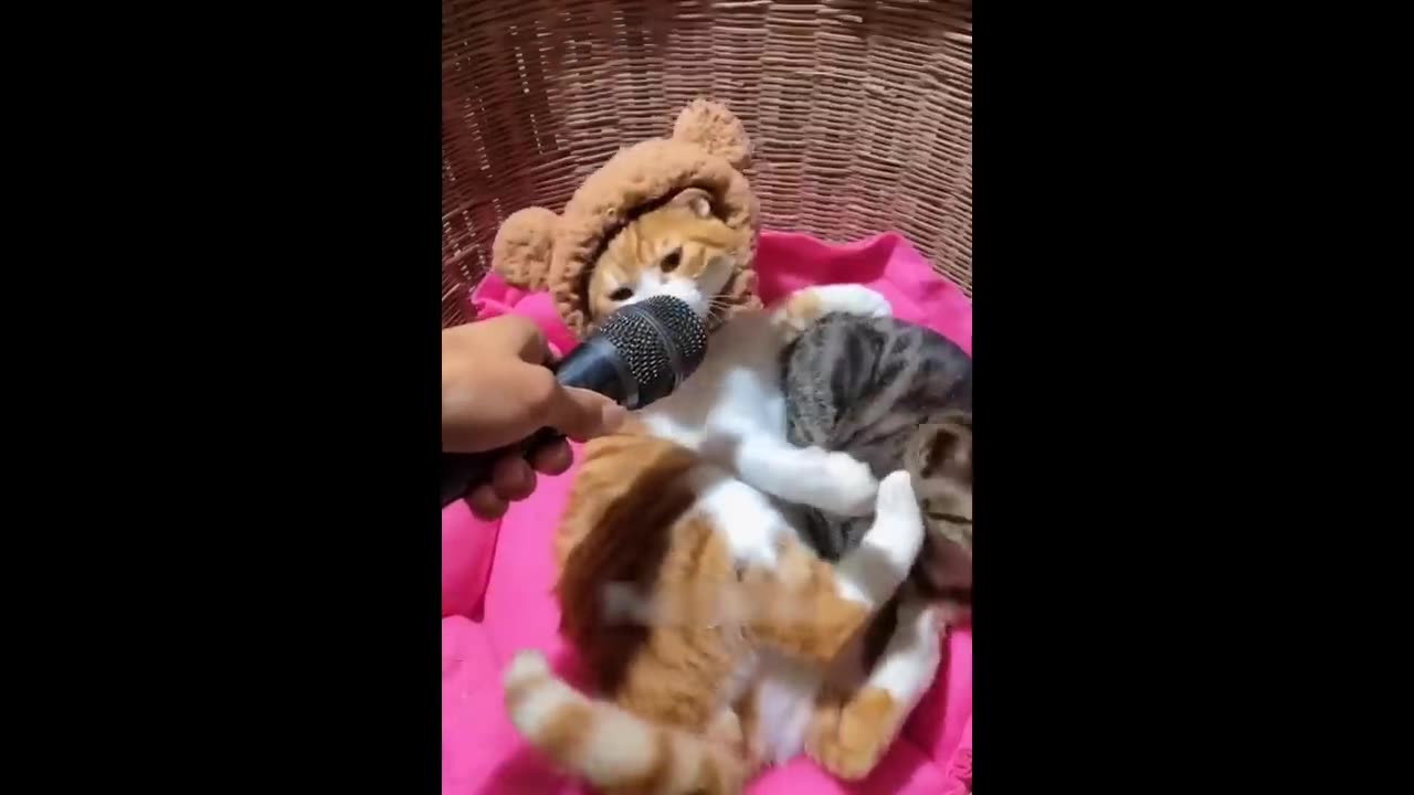 1 Hour Trending Funny Dogs And Cats Videos 😂 Funniest Cats and Dogs 😸🐶