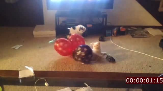 hilarious videos of cats and dogs 2022