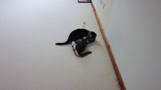 Vamos admitir: todo mundo odeia gatos secretamente