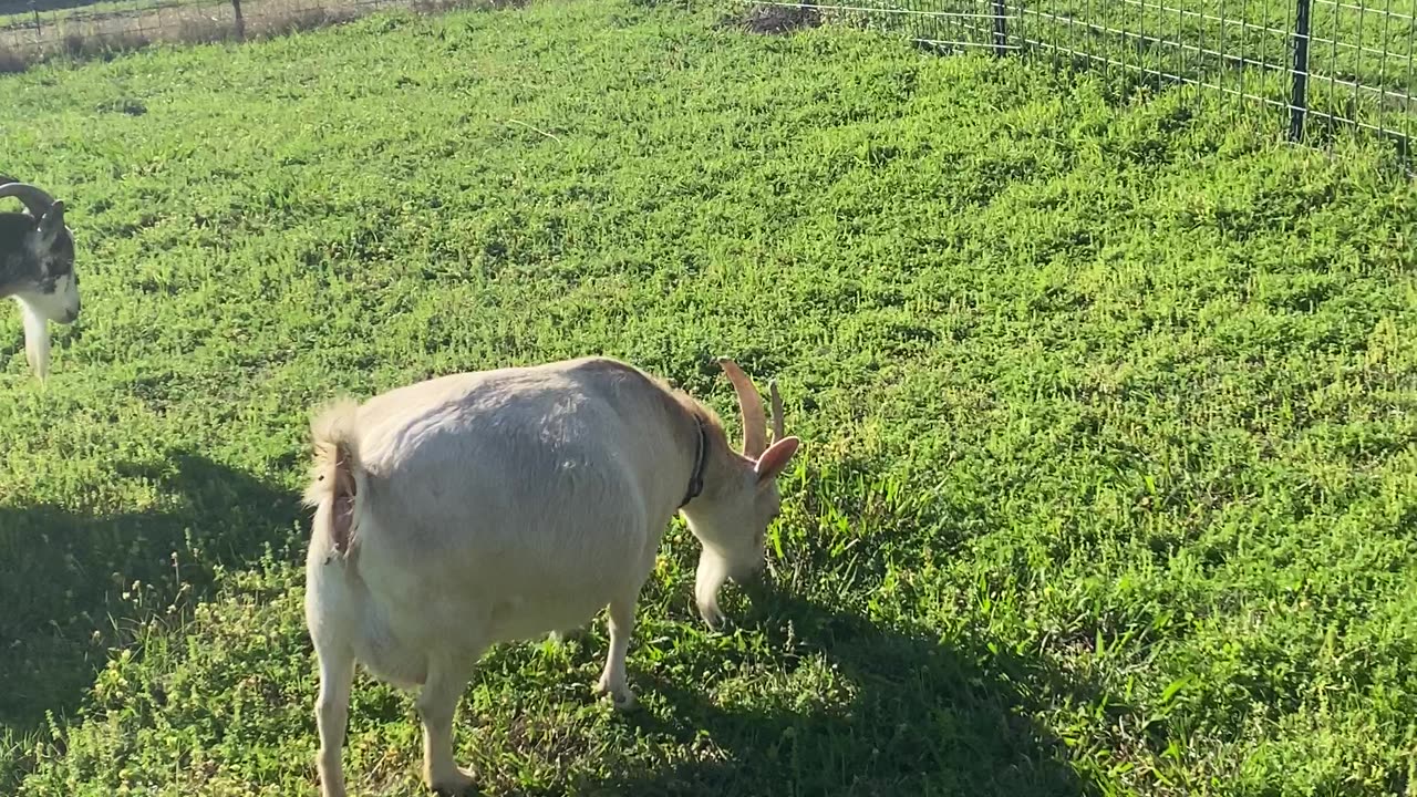 Goat Love is Coming