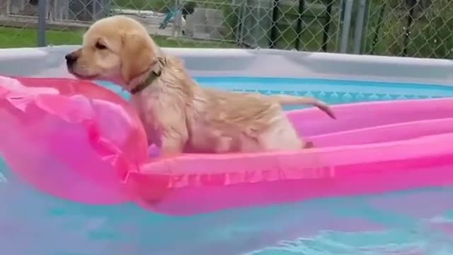 You will have TEARS IN YOUR EYES FROM LAUGHING 🤣🤣🤣 The FUNNIEST DOGS compilation 2020