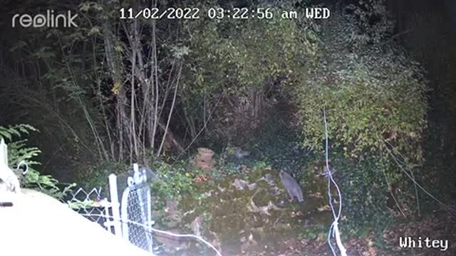 Bandits run through backyard at night