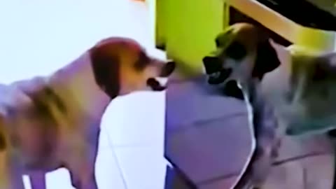 funny animals videos 🐷😺🙈🙈