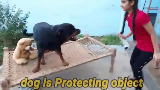 DOG TRAINING INDIAN CUTE GIRLS