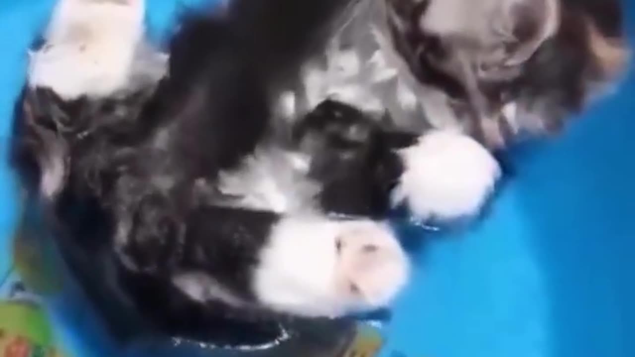 amazing funny cats viral clips