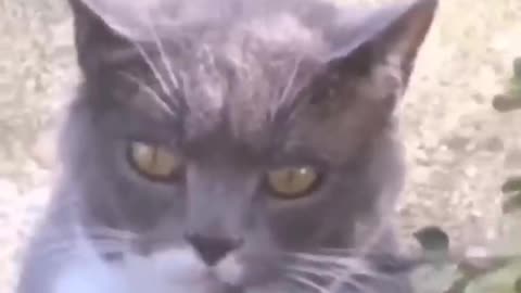 1Catchy#cutelittleanimals