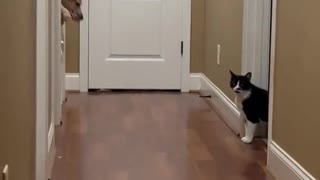Baby Gate No Longer Works For Great Dane
