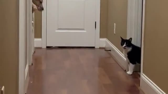 Baby Gate No Longer Works For Great Dane