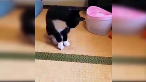 Funny cat playing video.